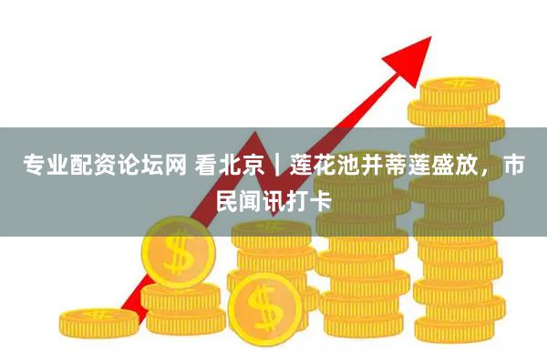 专业配资论坛网 看北京｜莲花池并蒂莲盛放，市民闻讯打卡